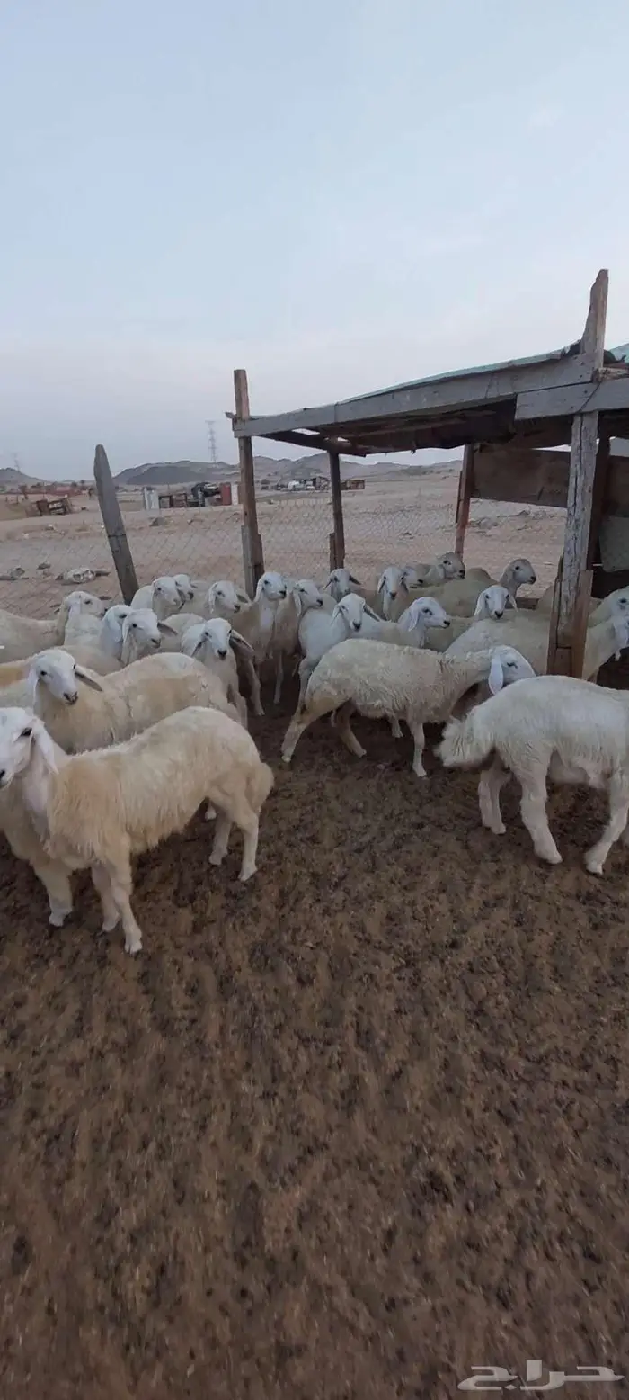 طليان مناسبات.تيوس ثلاجة منادي 8