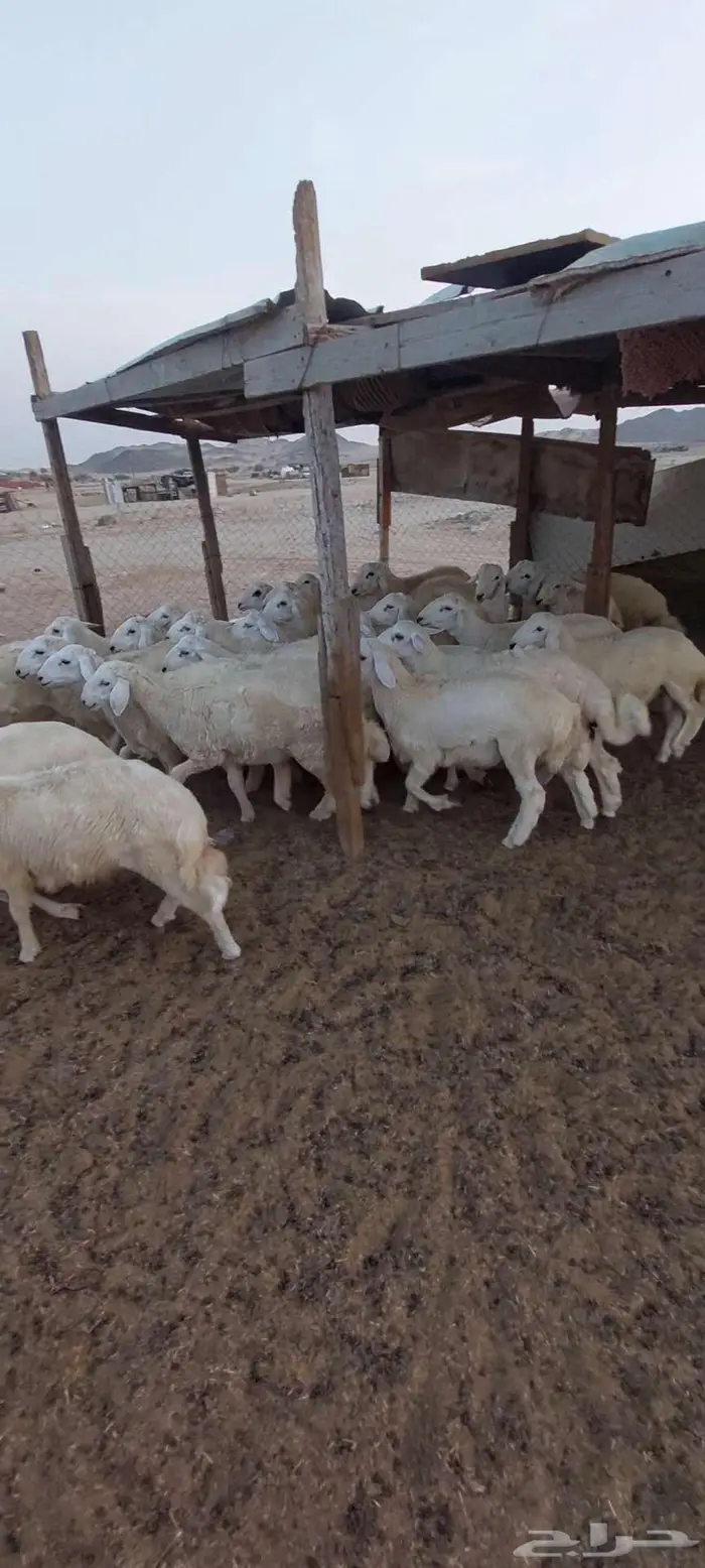 طليان مناسبات.تيوس ثلاجة منادي 9