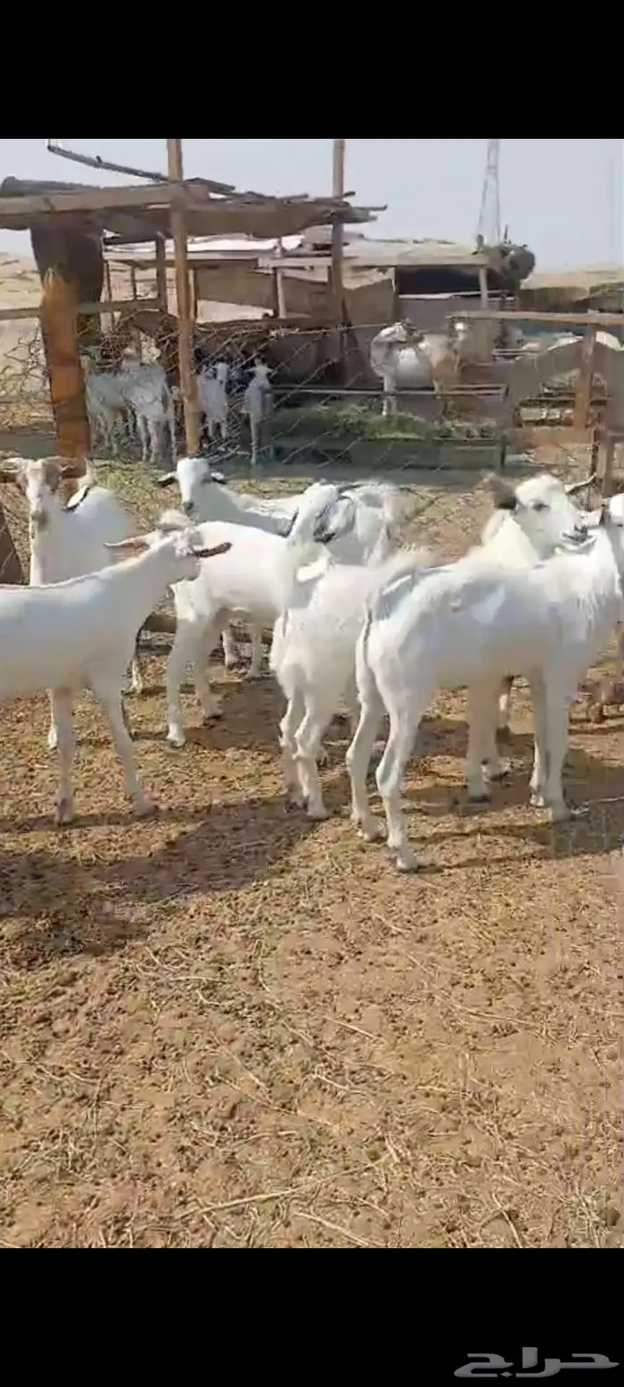 طليان مناسبات.تيوس ثلاجة منادي 10