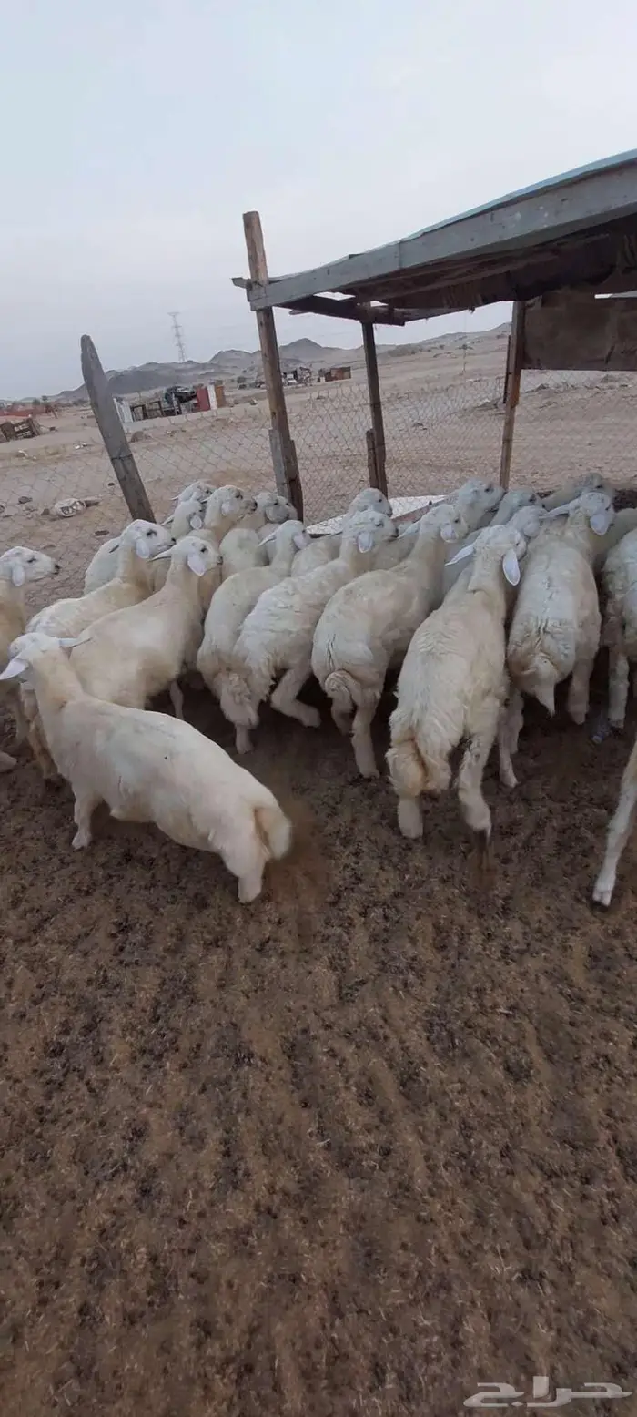 طليان مناسبات.تيوس ثلاجة منادي 1