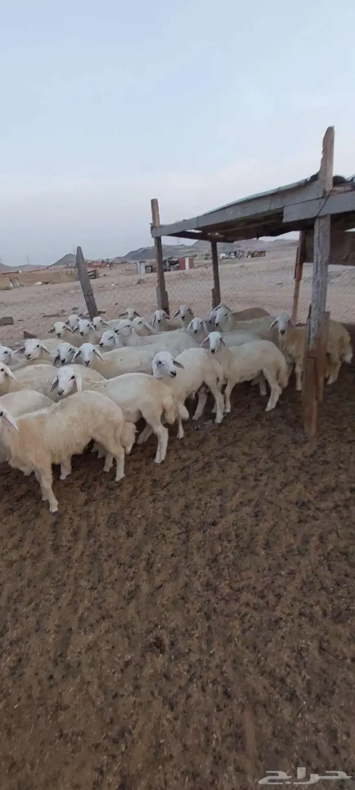 طليان مناسبات.تيوس ثلاجة منادي 7