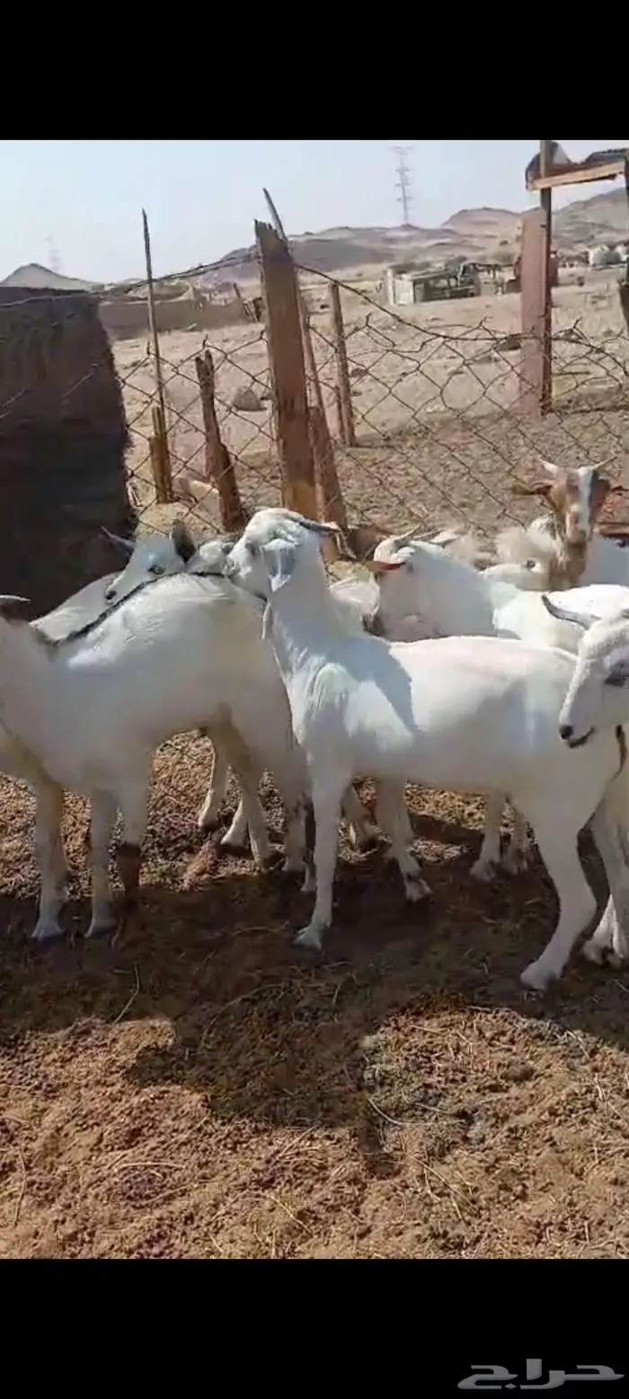 طليان مناسبات.تيوس ثلاجة منادي 4