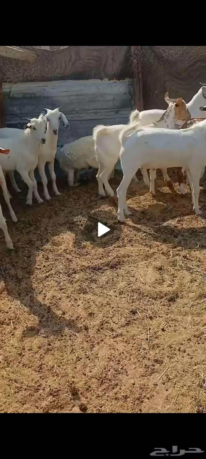 طليان مناسبات.تيوس ثلاجة منادي 6