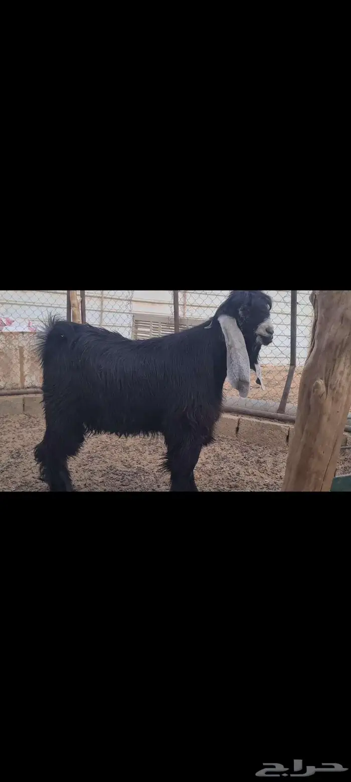 ( تم البيع ) جذع عارضي كفو منوة القناي جاهز للهداد. 0