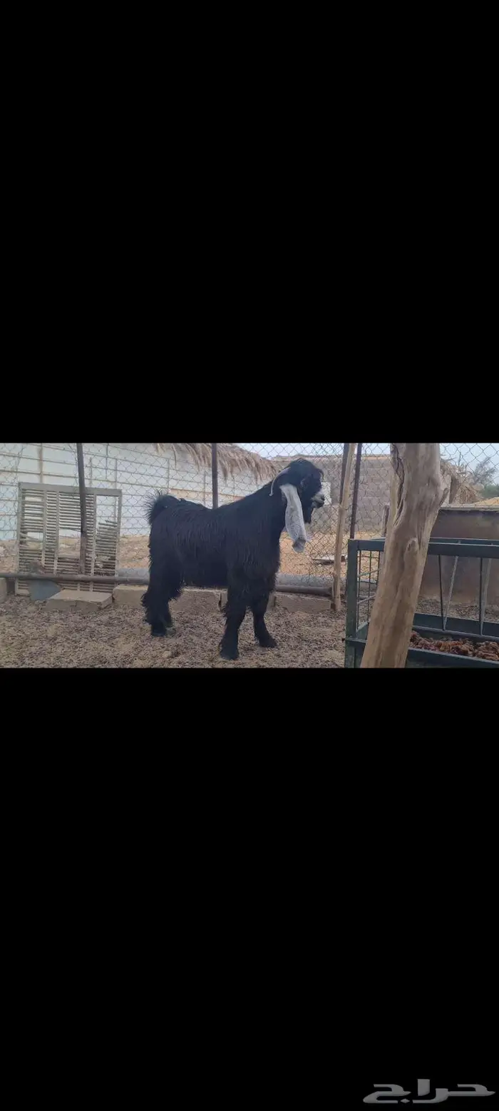 ( تم البيع ) جذع عارضي كفو منوة القناي جاهز للهداد. 1