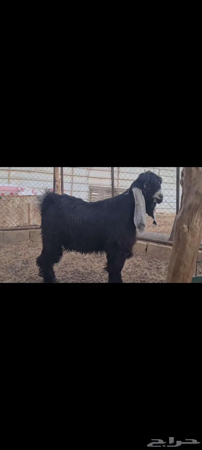 ( تم البيع ) جذع عارضي كفو منوة القناي جاهز للهداد. 2