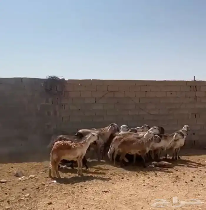 ضان سواكن درماني دفيع شرط 2