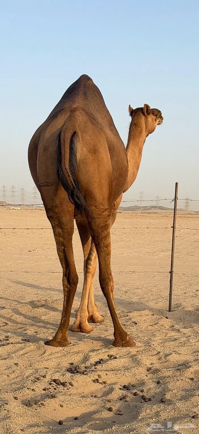 بكرة ثنية ملاقي حمراء دم 2