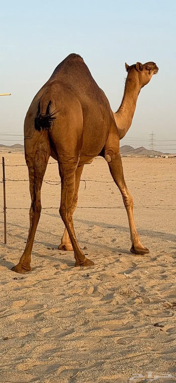 بكرة ثنية ملاقي حمراء دم 3