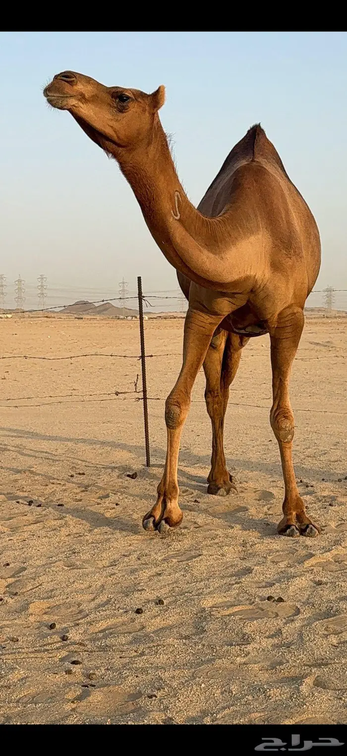 بكرة ثنية ملاقي حمراء دم 1