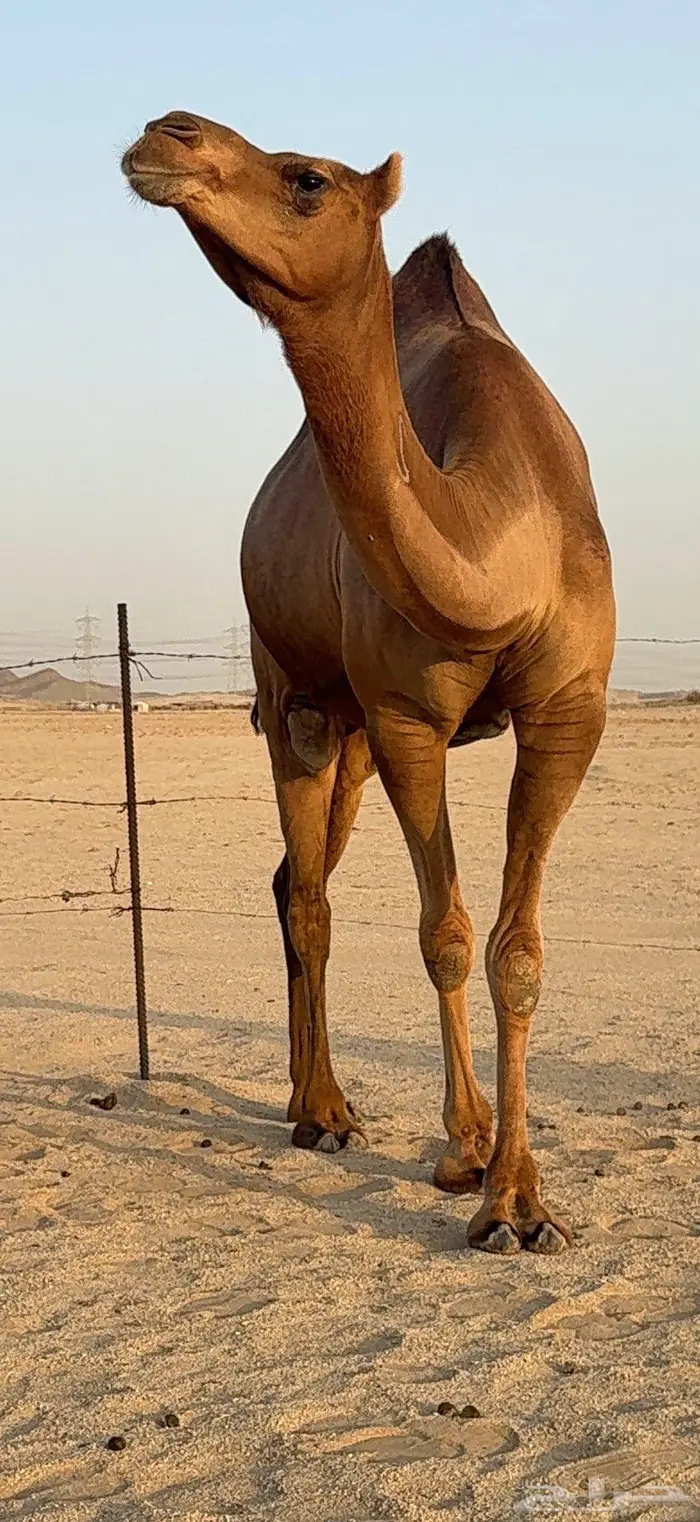 بكرة ثنية ملاقي حمراء دم 5