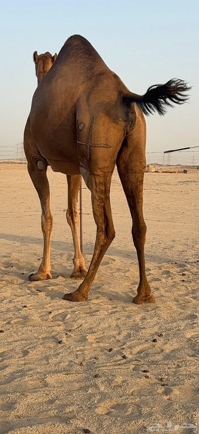 بكرة ثنية ملاقي حمراء دم 8
