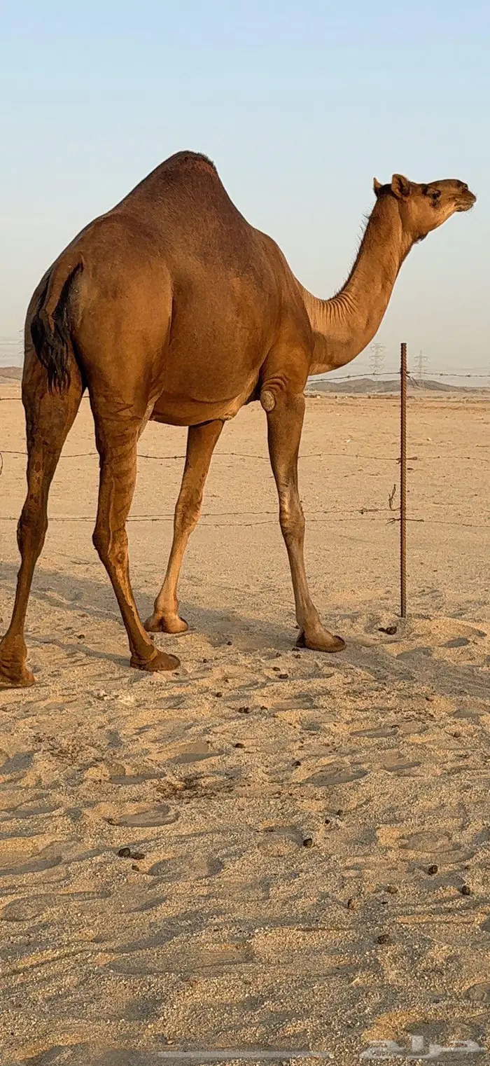 بكرة ثنية ملاقي حمراء دم 7