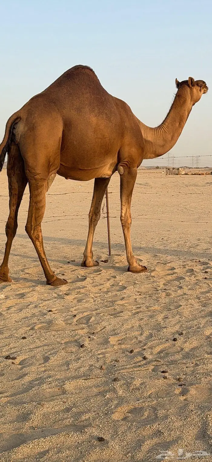 بكرة ثنية ملاقي حمراء دم 9