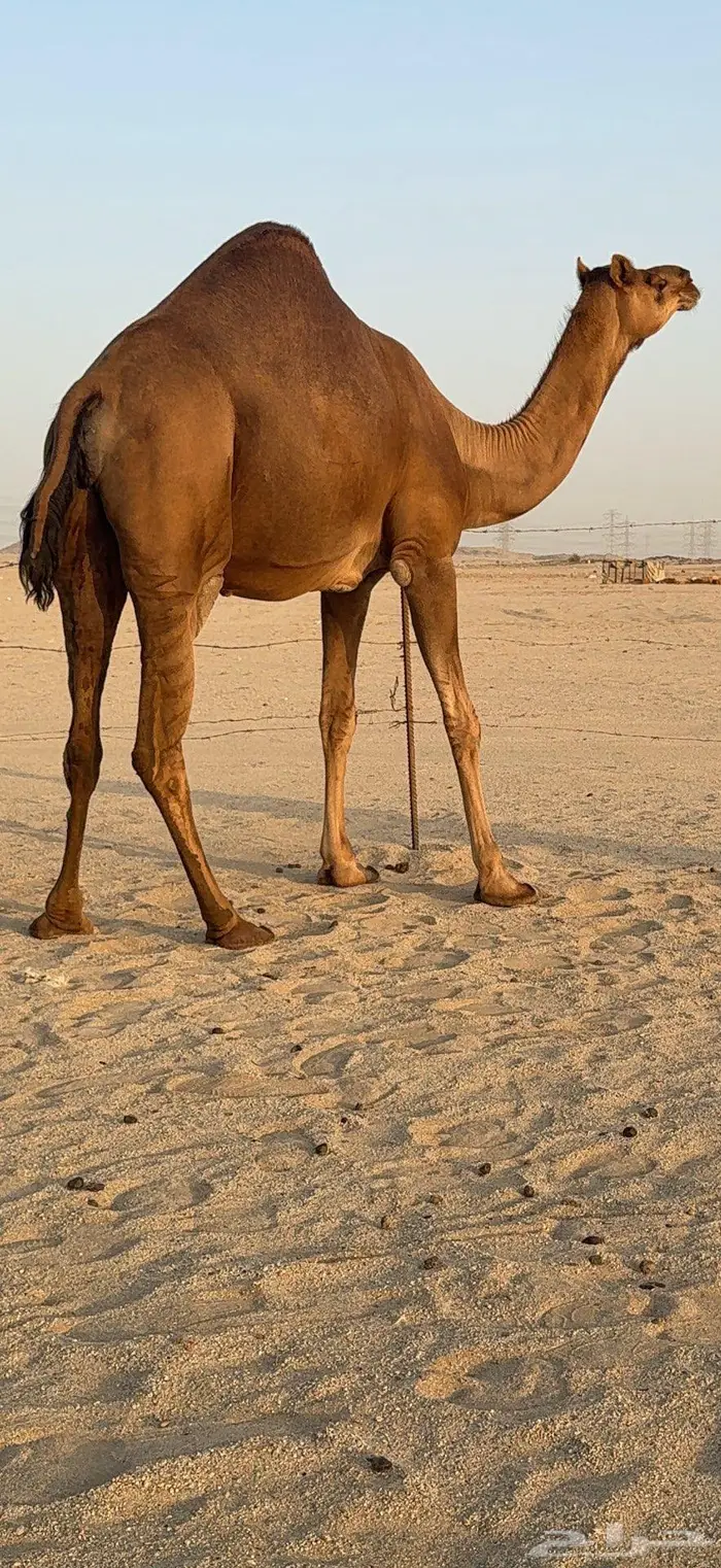 بكرة ثنية ملاقي حمراء دم 10