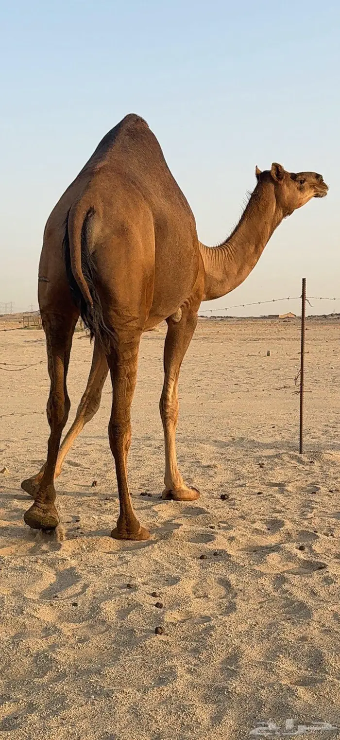 بكرة ثنية ملاقي حمراء دم 6