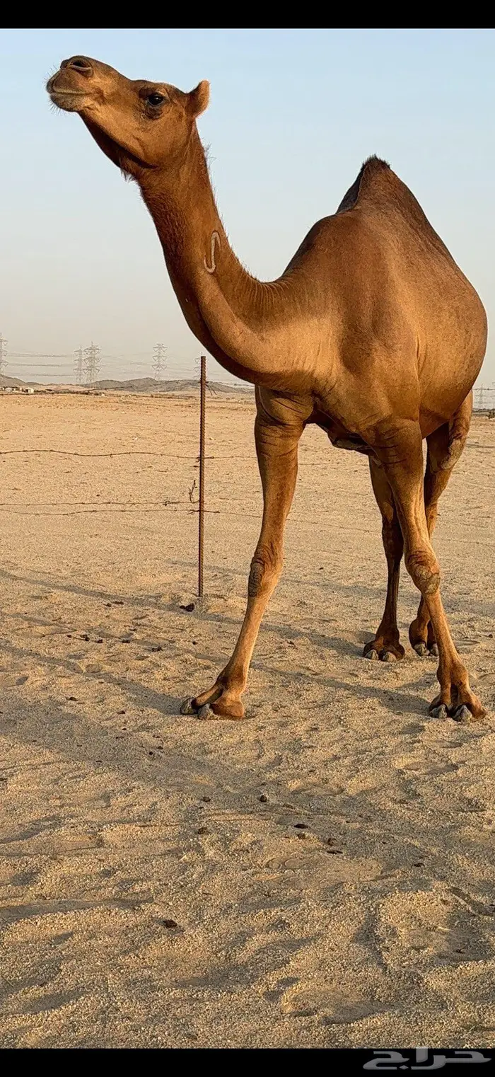 بكرة ثنية ملاقي حمراء دم 11