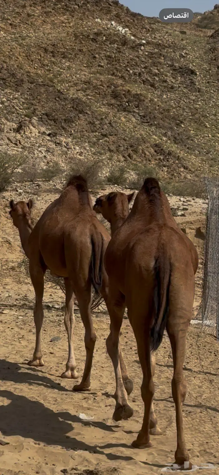 بكار للبيع 0