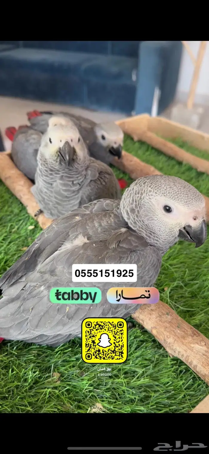 فروخ كاسكو 0