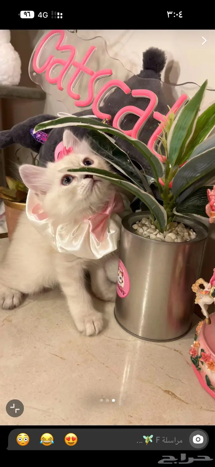 قط هملايا بيور العمر 60 يوم معها جميع اقرضها 0