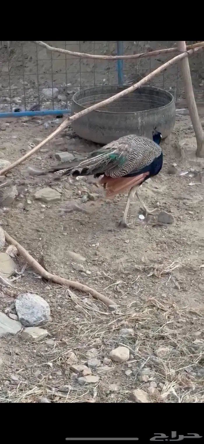 ذكر طاووس 0