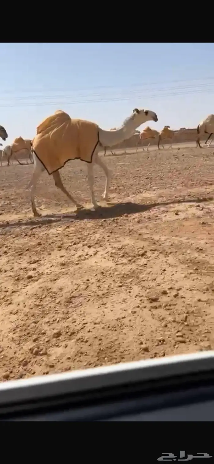 للبيع 0