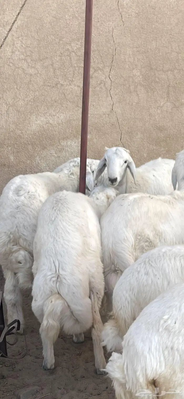 طليان ذبايح وبهم للبيع 1