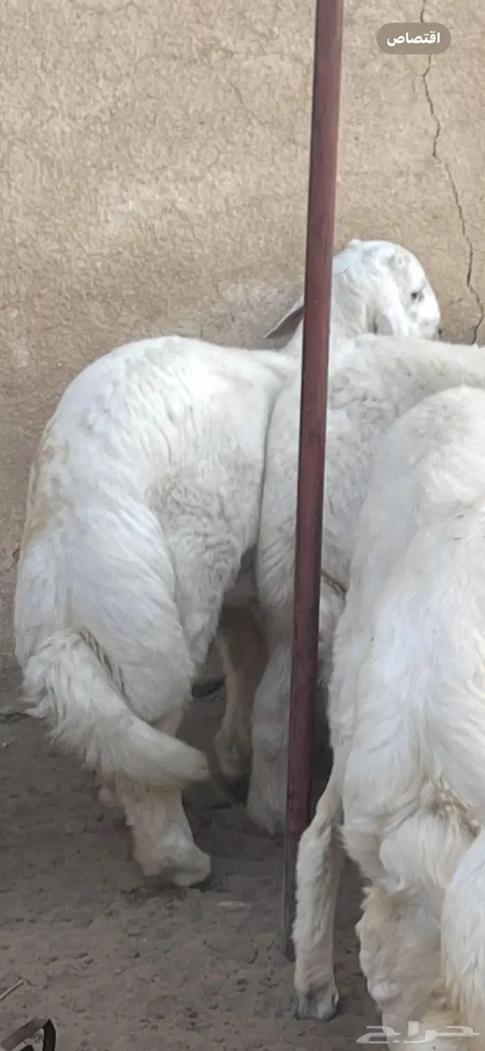 طليان ذبايح وبهم للبيع 0