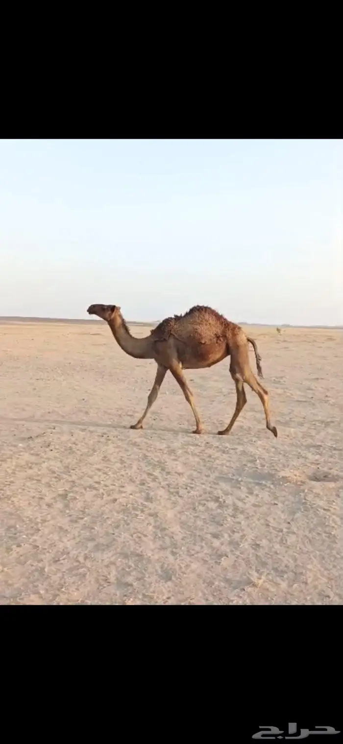 بكره صفرا 0