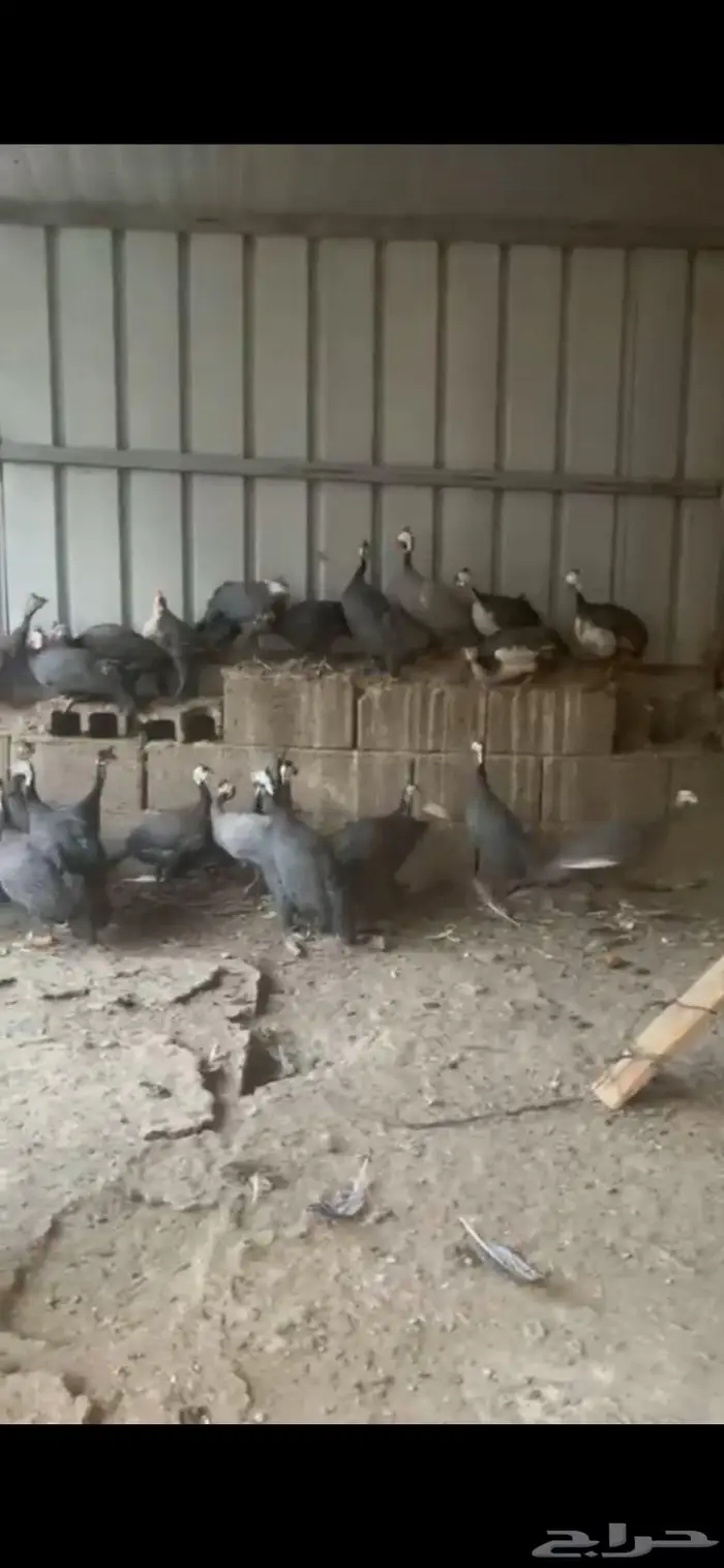 للبيع دجاج حبشي 1