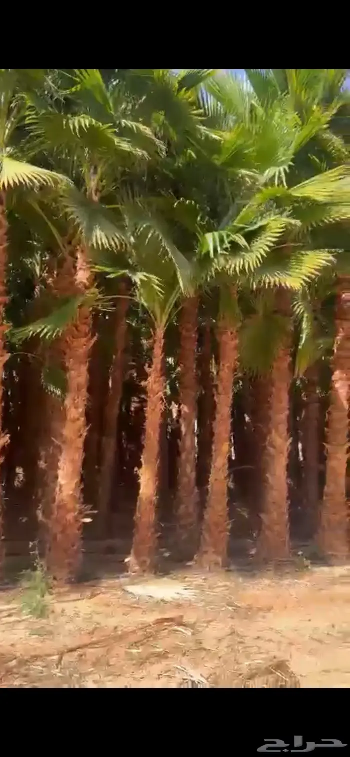 نخل الواشنطونياء الزينة 0