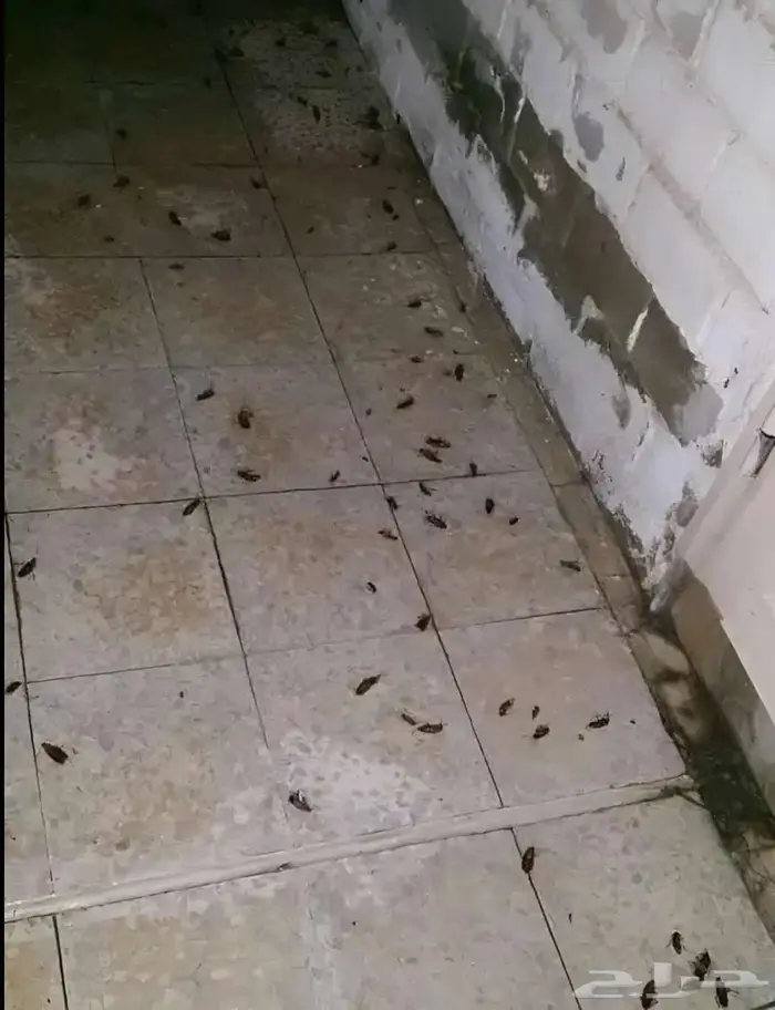 شركة مكافحة حشرات بمكة رش مبيدات للحشرات بمكة 9