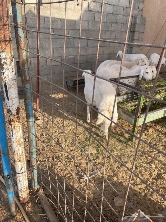 طليان ذبايح وبهم للبيع 2