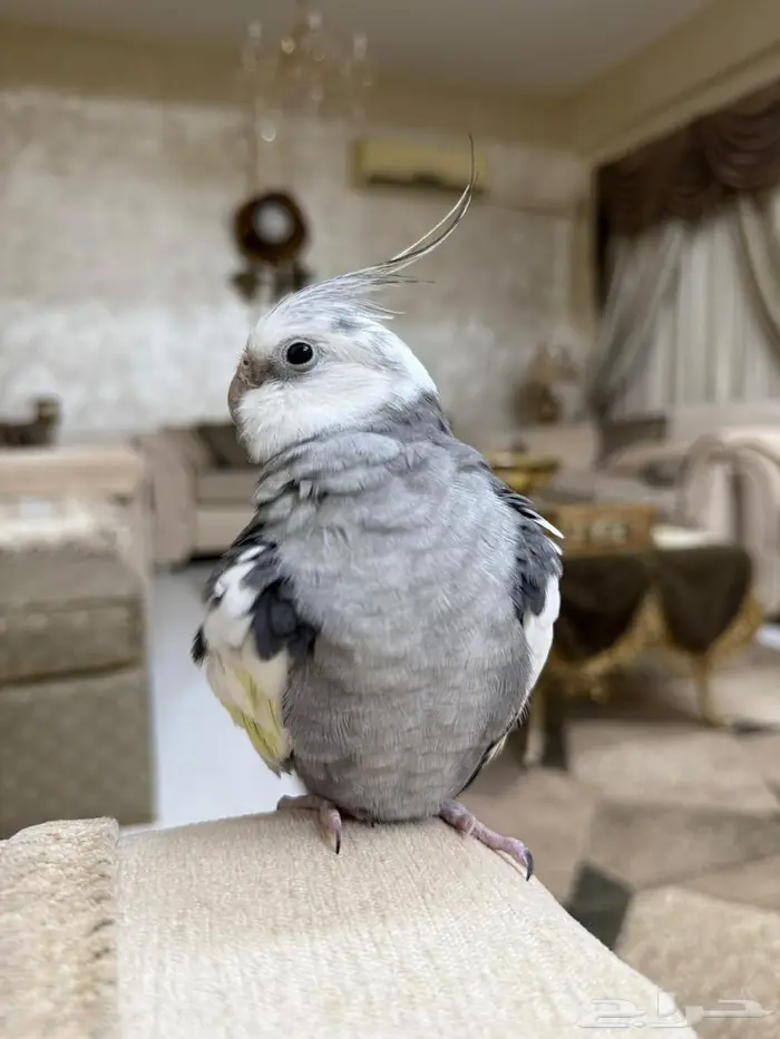 كروان هدد داخلي وعندو تغريدات ونغمات تم البيع 1