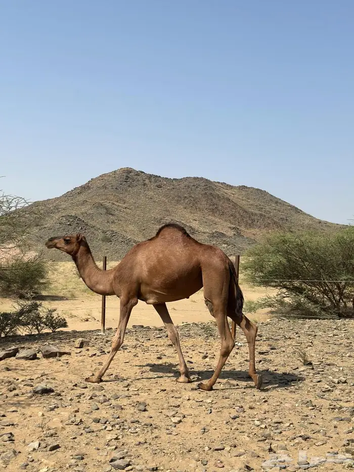 بكار للبيع 2