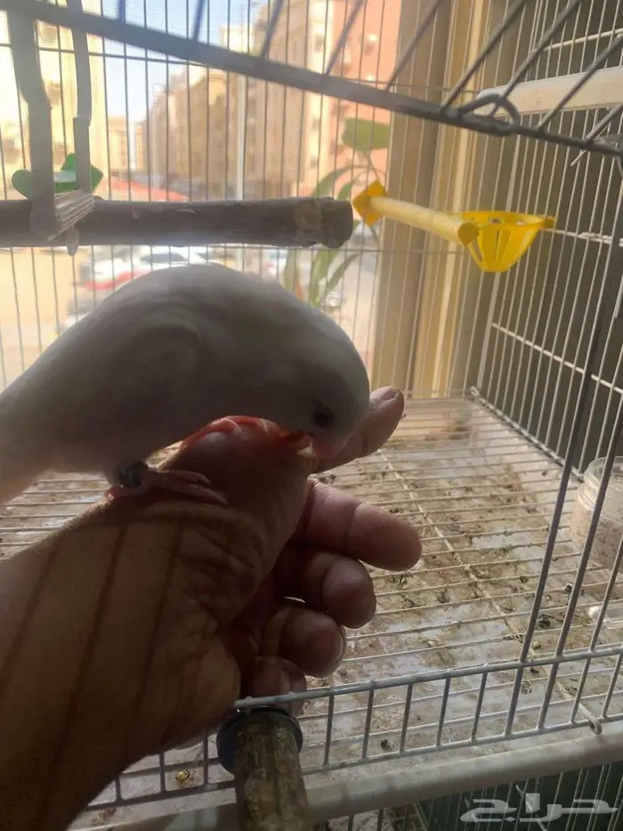 إعلان عرض للبيع أو البدل  طائر روز ألبينو أليف ومحجل 2