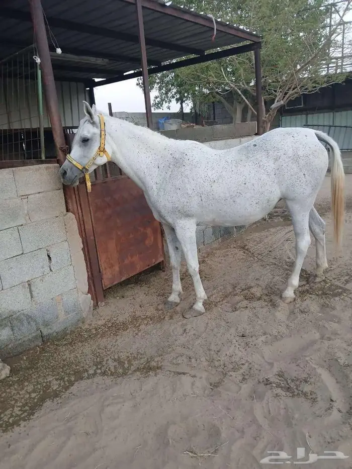 فرس مصريه بيور 1