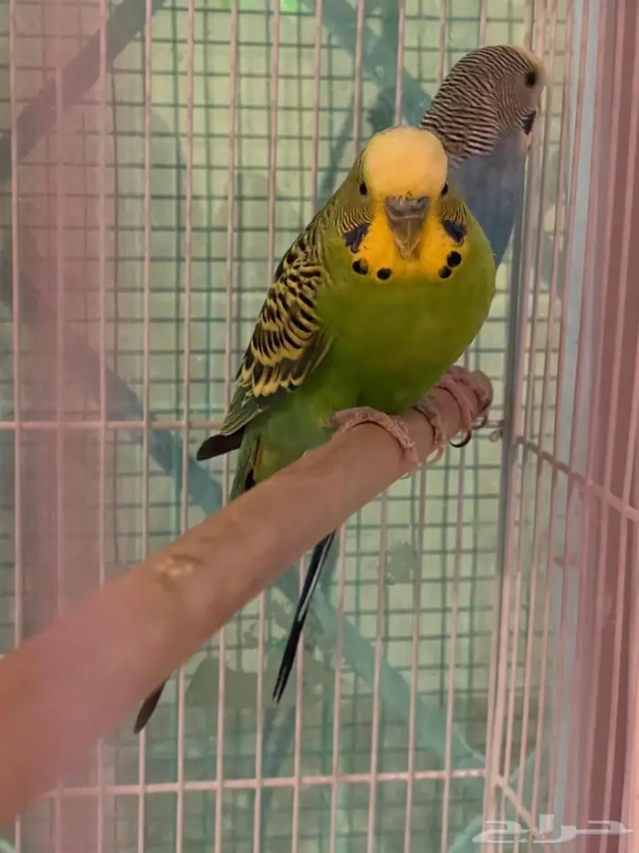 جوز طيور حب 1