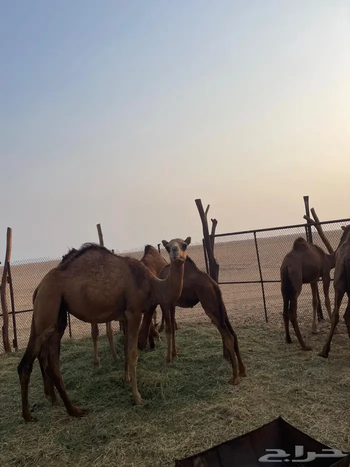 قعدان للبيع 0