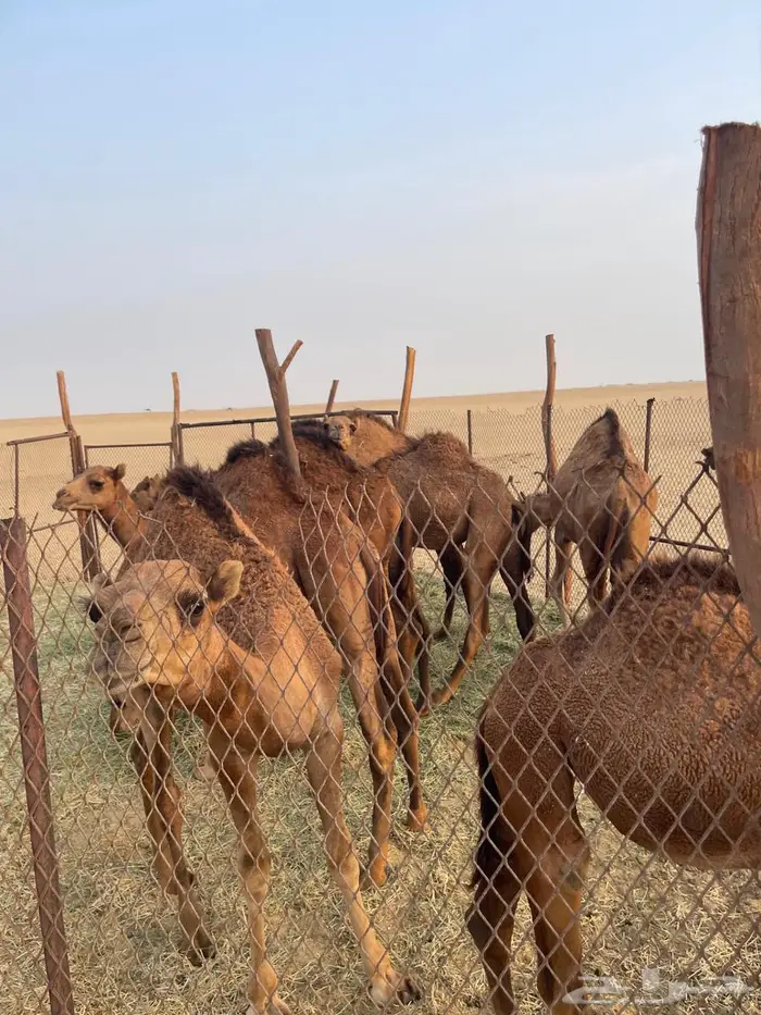 قعدان للبيع 1