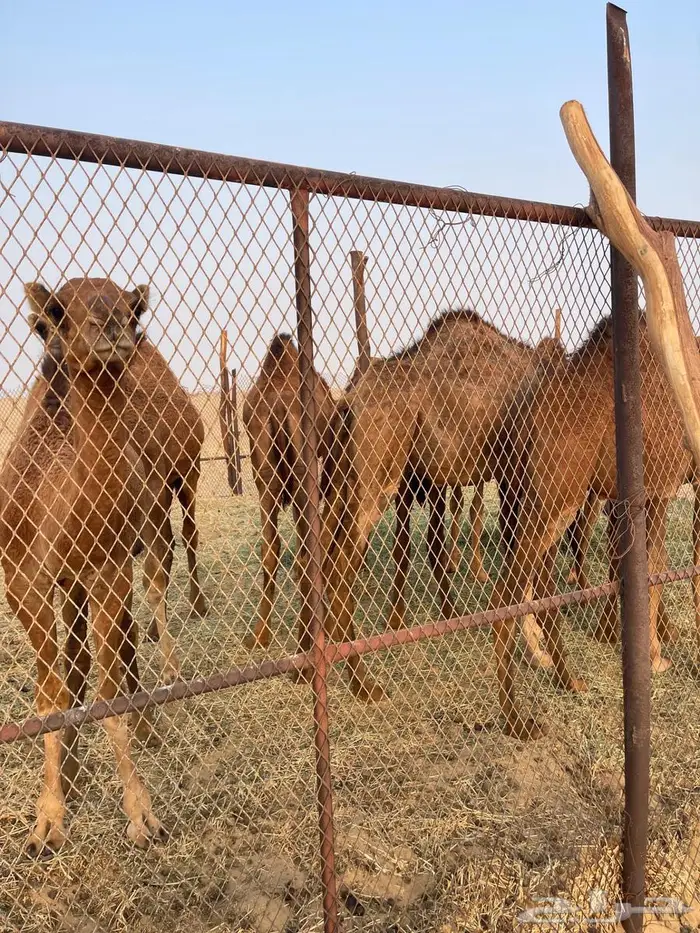 قعدان للبيع 2