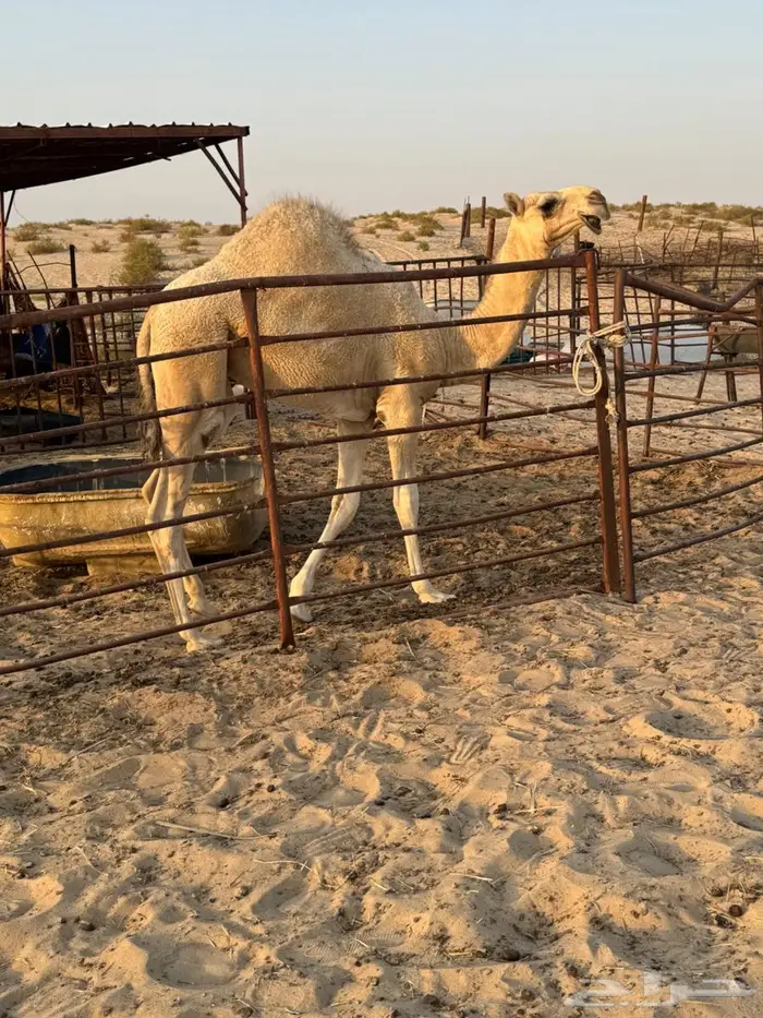 بكره وضحاء طيبة عمره 8 شهور 5