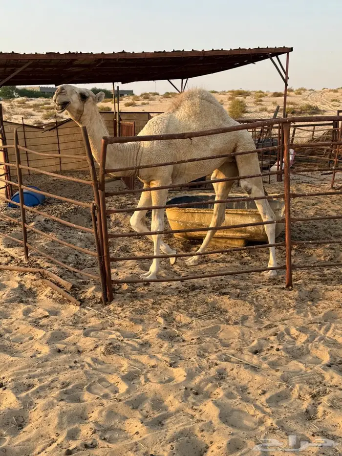 بكره وضحاء طيبة عمره 8 شهور 7