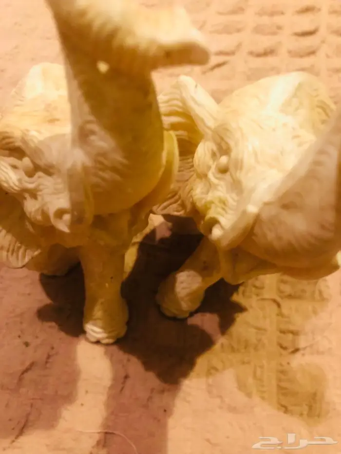 اثنين فيل للبيع 1