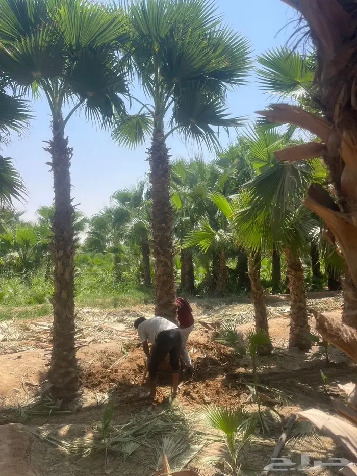 نخل الواشنطونياء الزينة 2