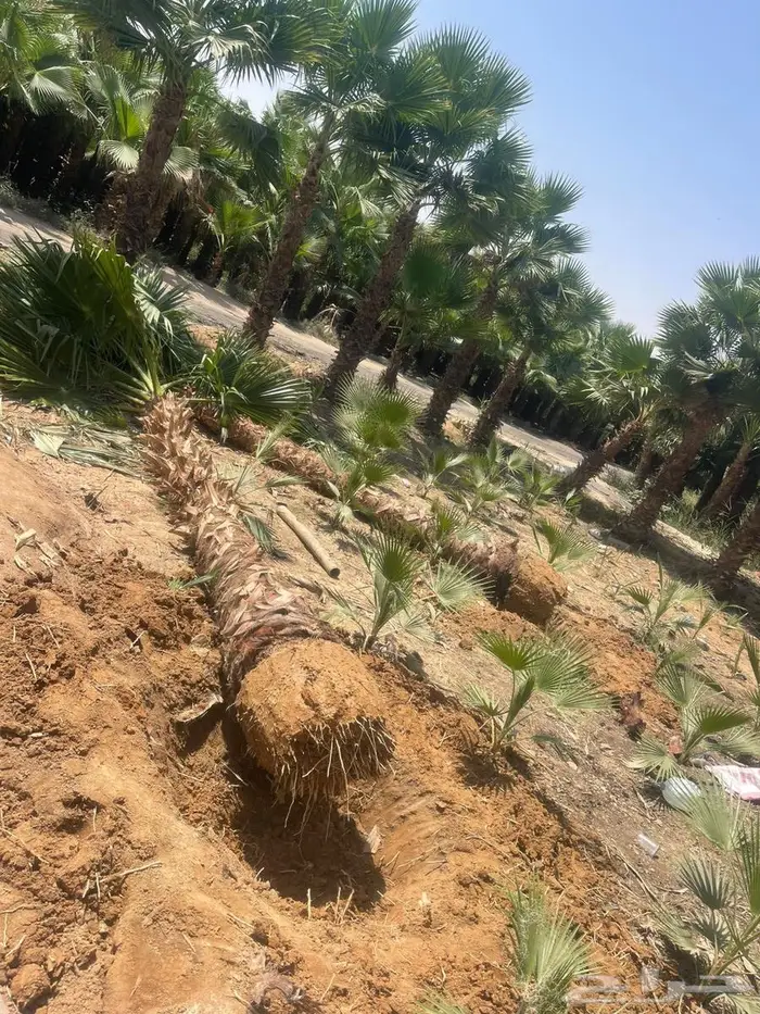 نخل الواشنطونياء الزينة 4