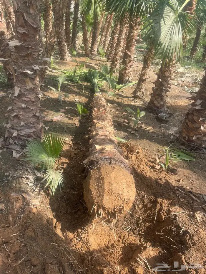 نخل الواشنطونياء الزينة 5