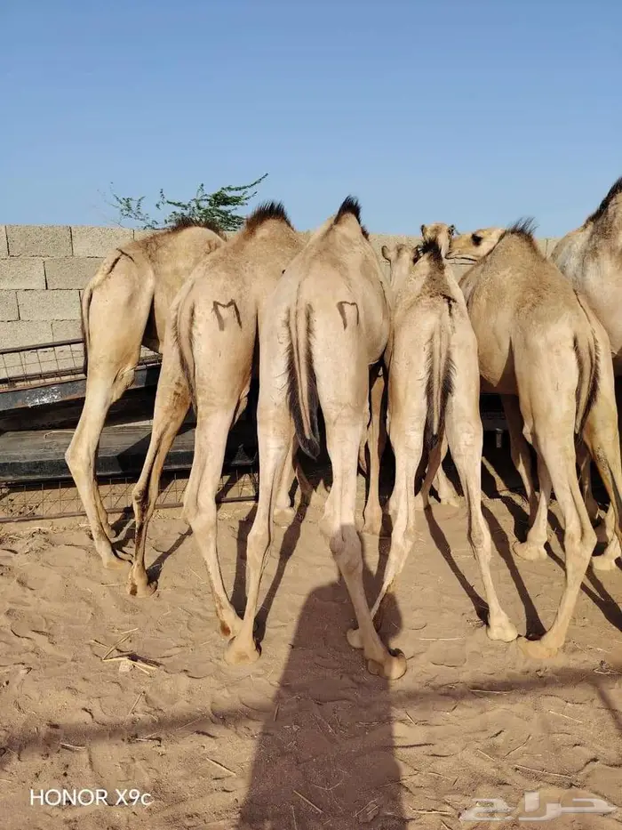 قعدان مفاريد صوماليه علي الشرط 1