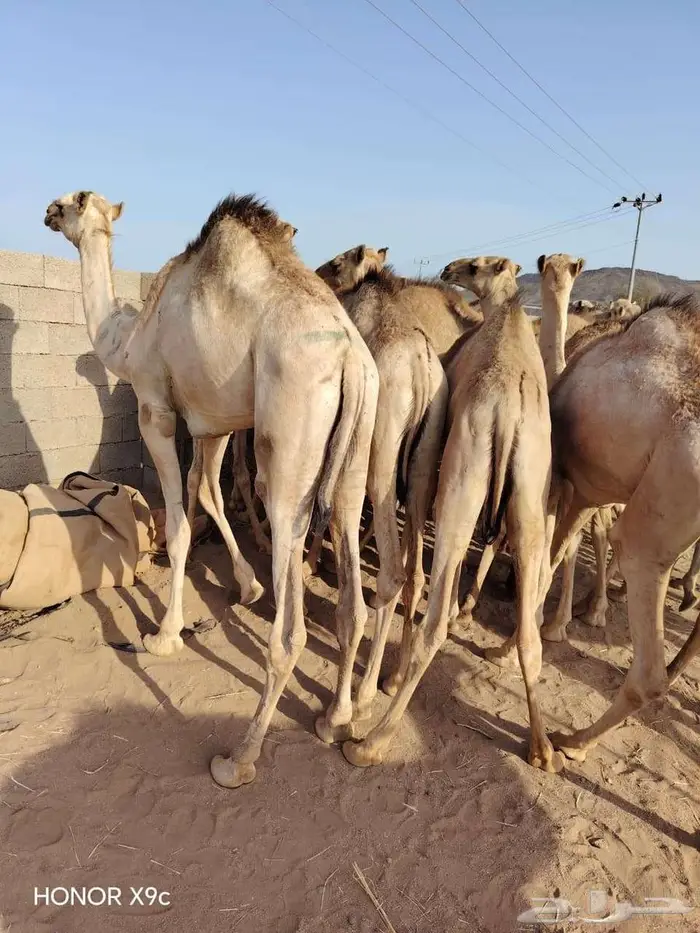 قعدان مفاريد صوماليه علي الشرط 2
