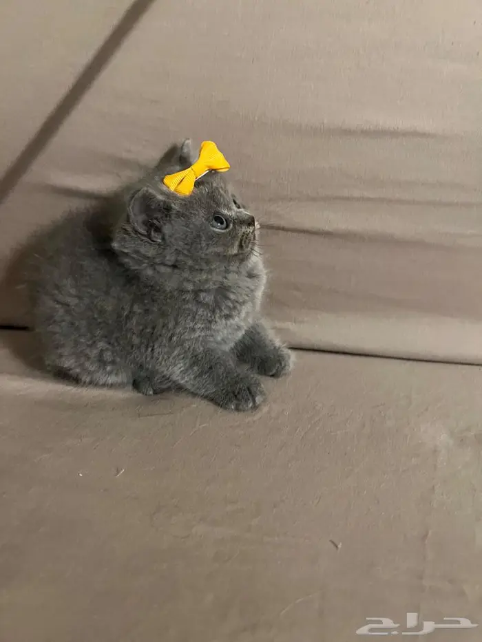 قط سكوتش ستريت 2